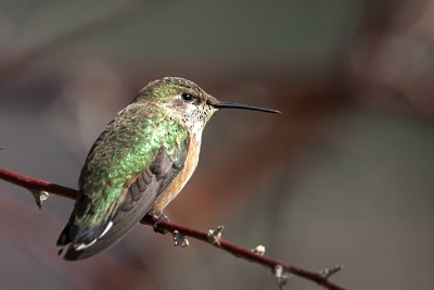 Black-chinned Hummingbird - John Richards