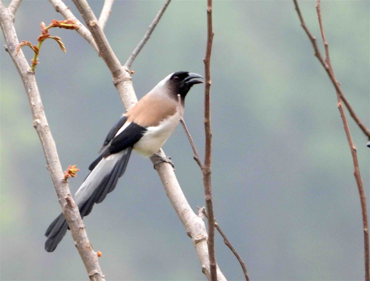 Gray Treepie - Beena Menon