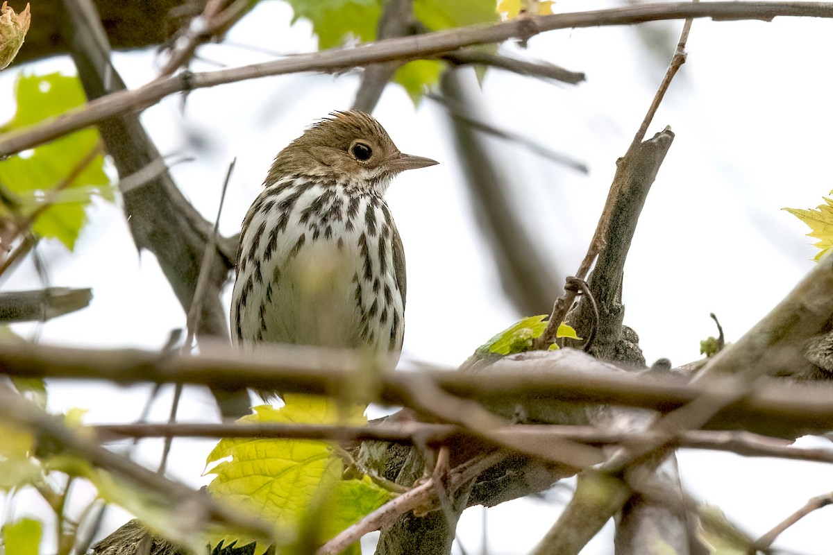 Ovenbird - Sue Barth