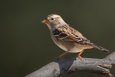 White-crowned Sparrow - John Richards
