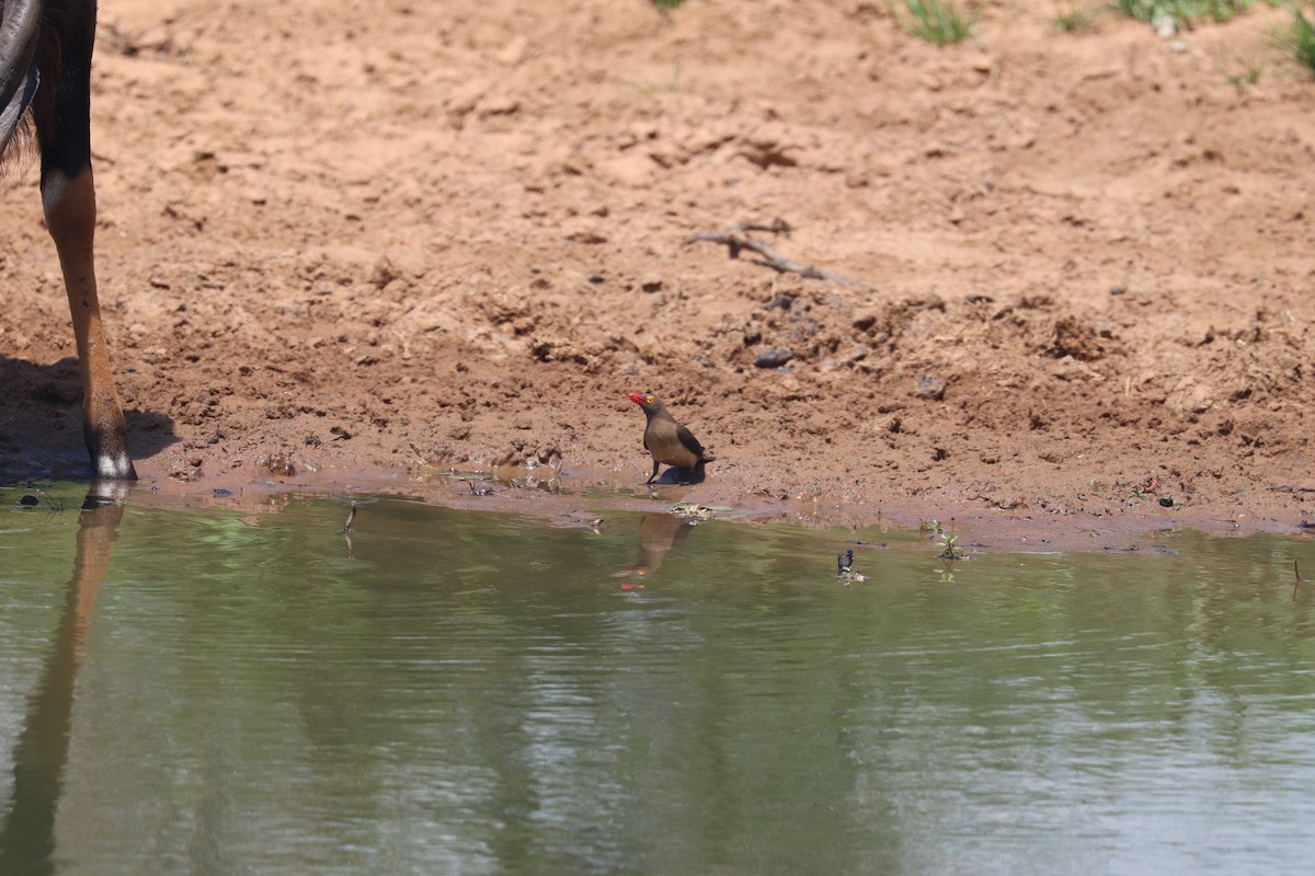 Red-billed Oxpecker - Joseph Bozzo