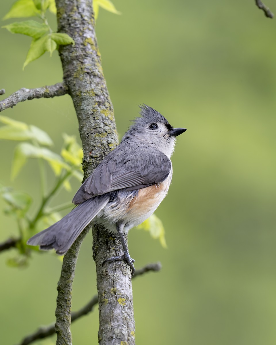 Tufted Titmouse - Hank Davis