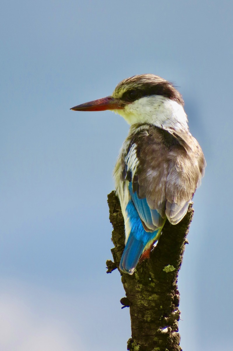 Striped Kingfisher - ML619076930