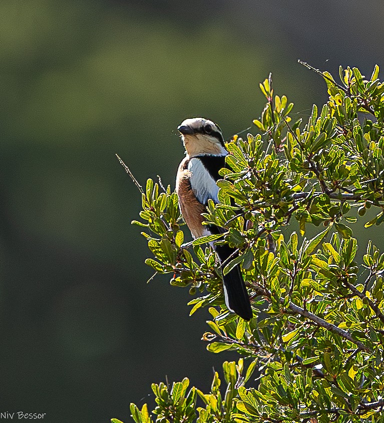 Masked Shrike - Niv Bessor