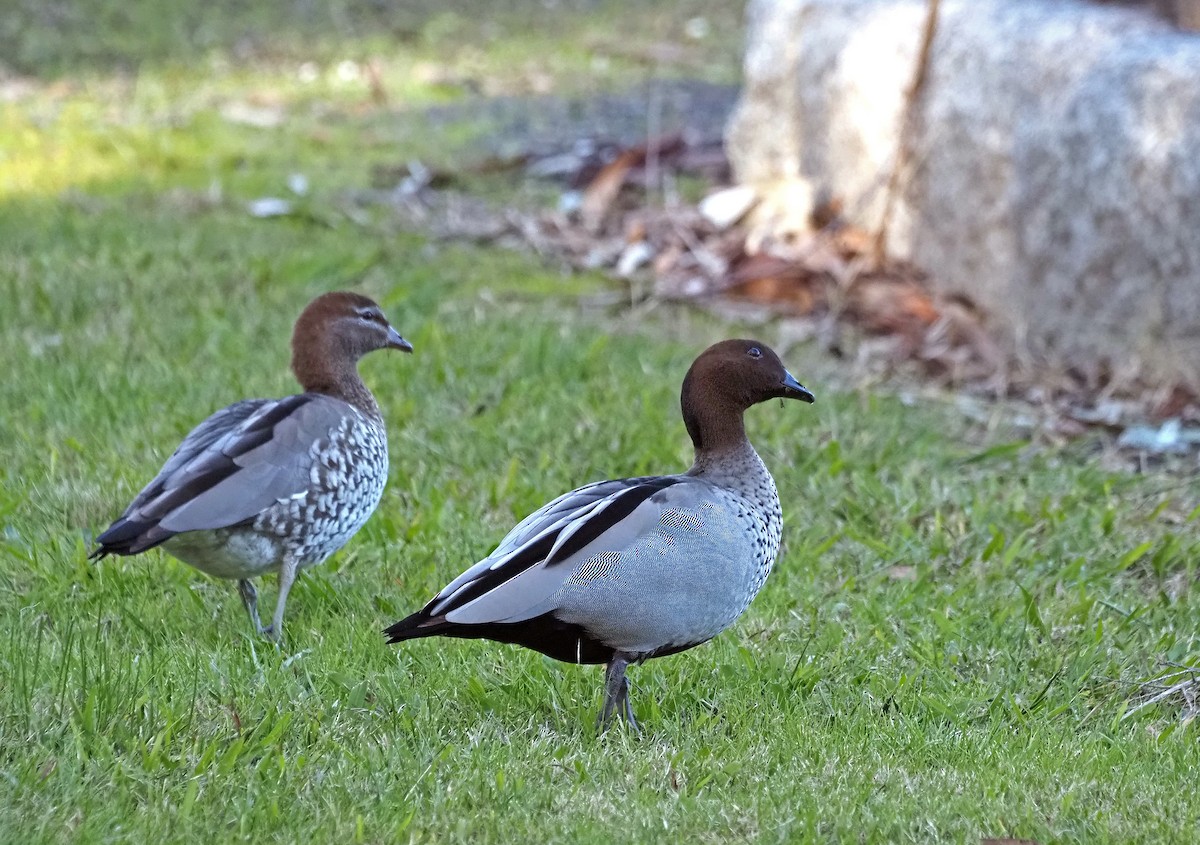 Maned Duck - ML619076938