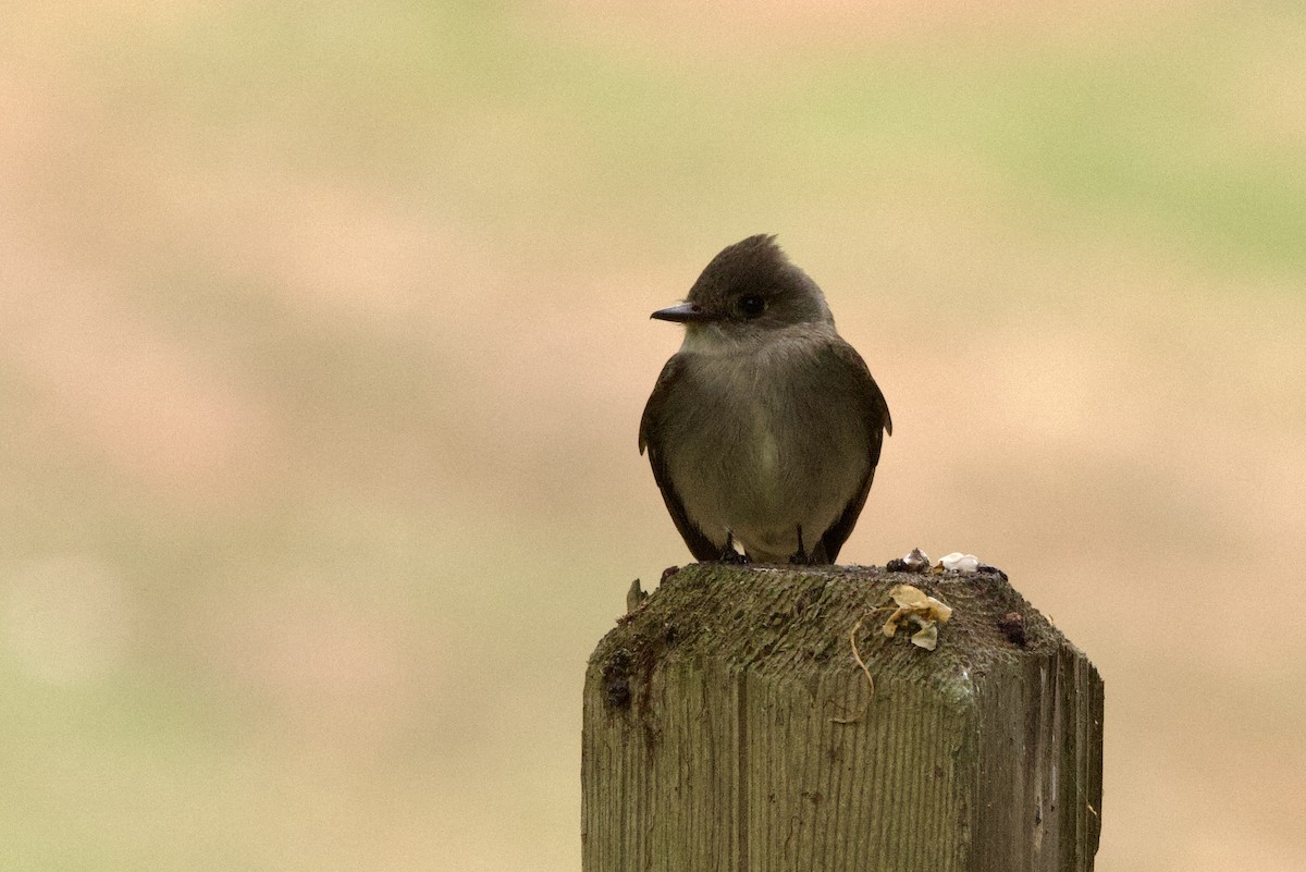 Western Wood-Pewee - John Bruin