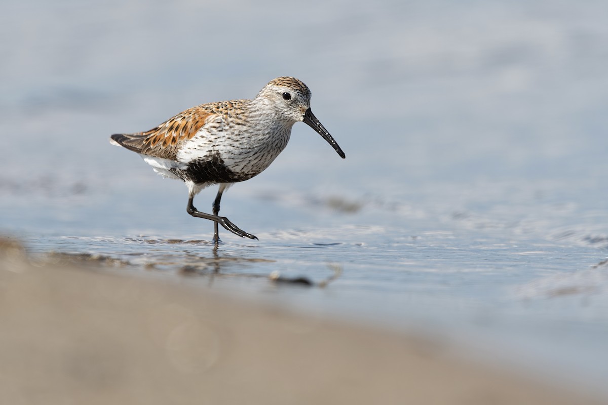 Dunlin - ML619076987