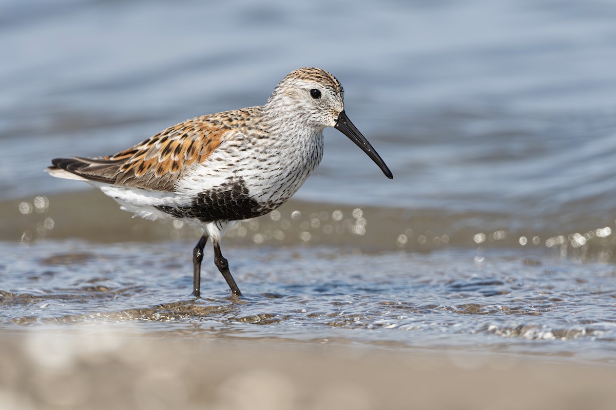 Dunlin - ML619076988