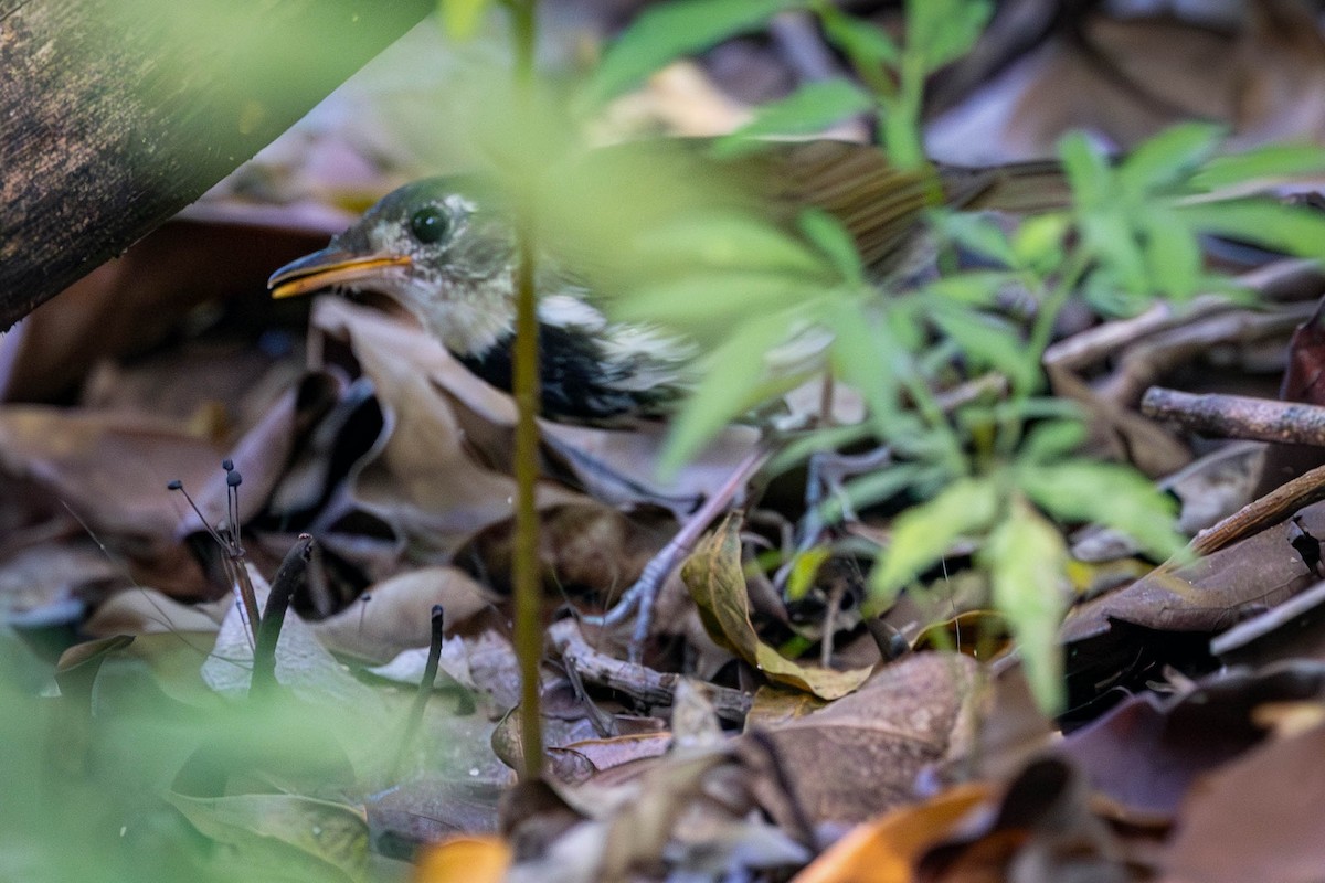 Southern Antpipit - Fernando Calmon