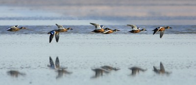 Northern Shoveler - ML619077018