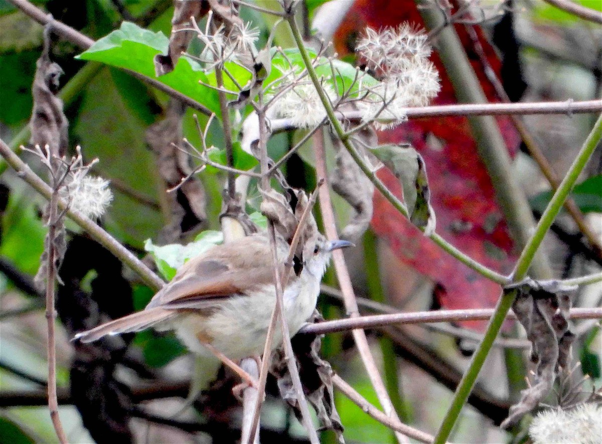 Rufescent Prinia - Beena Menon