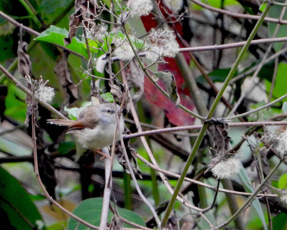 Rufescent Prinia - Beena Menon