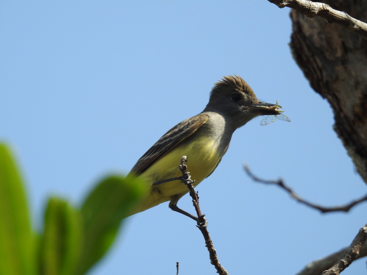 Great Crested Flycatcher - Wendy Meehan
