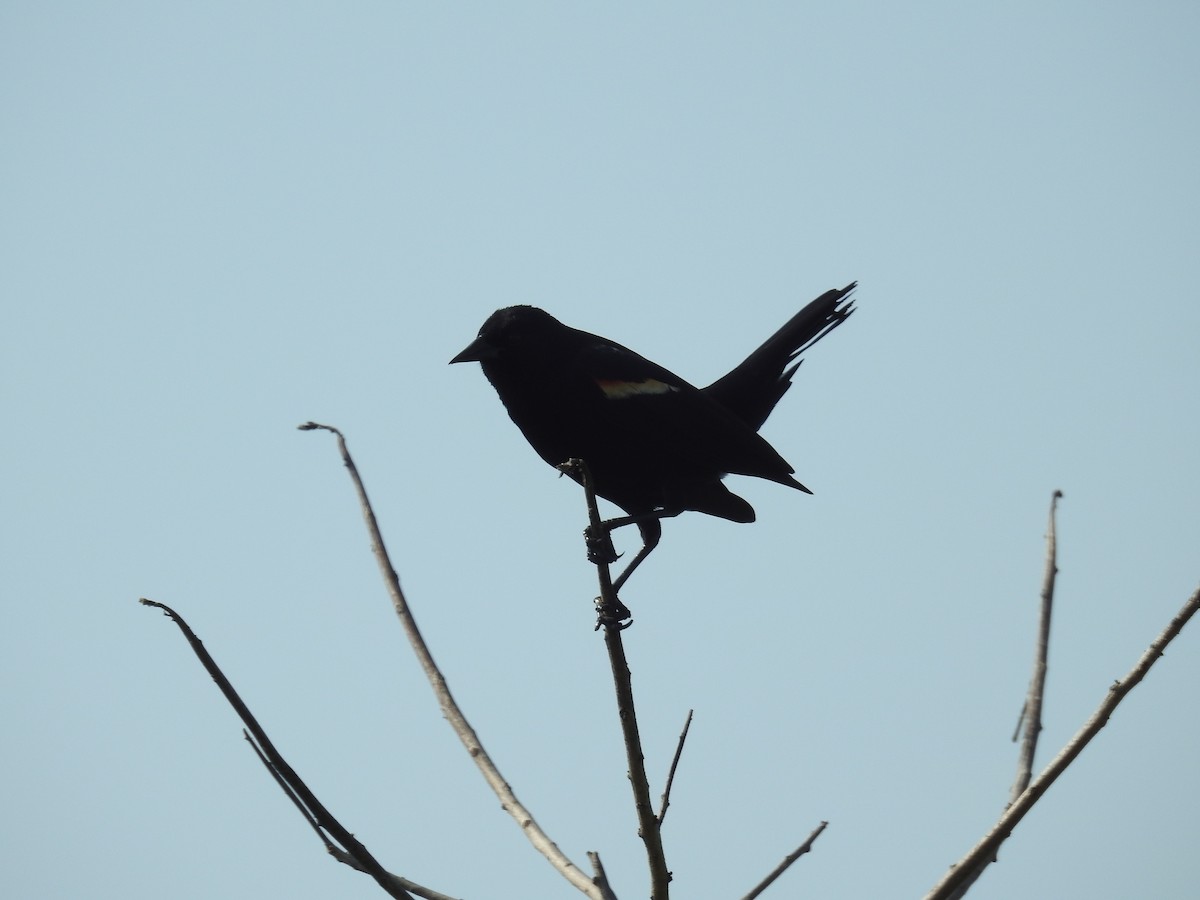 Red-winged Blackbird - Wendy Meehan