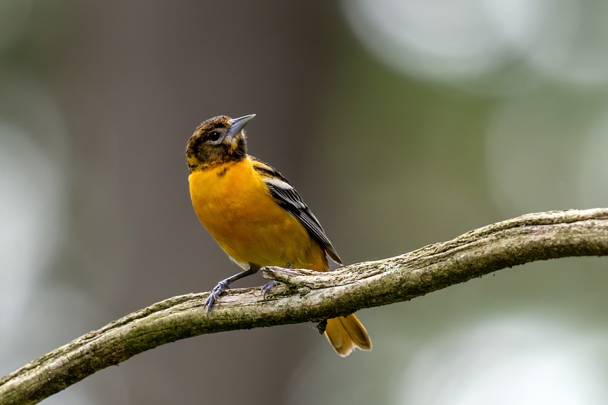 Baltimore Oriole - ML619077050