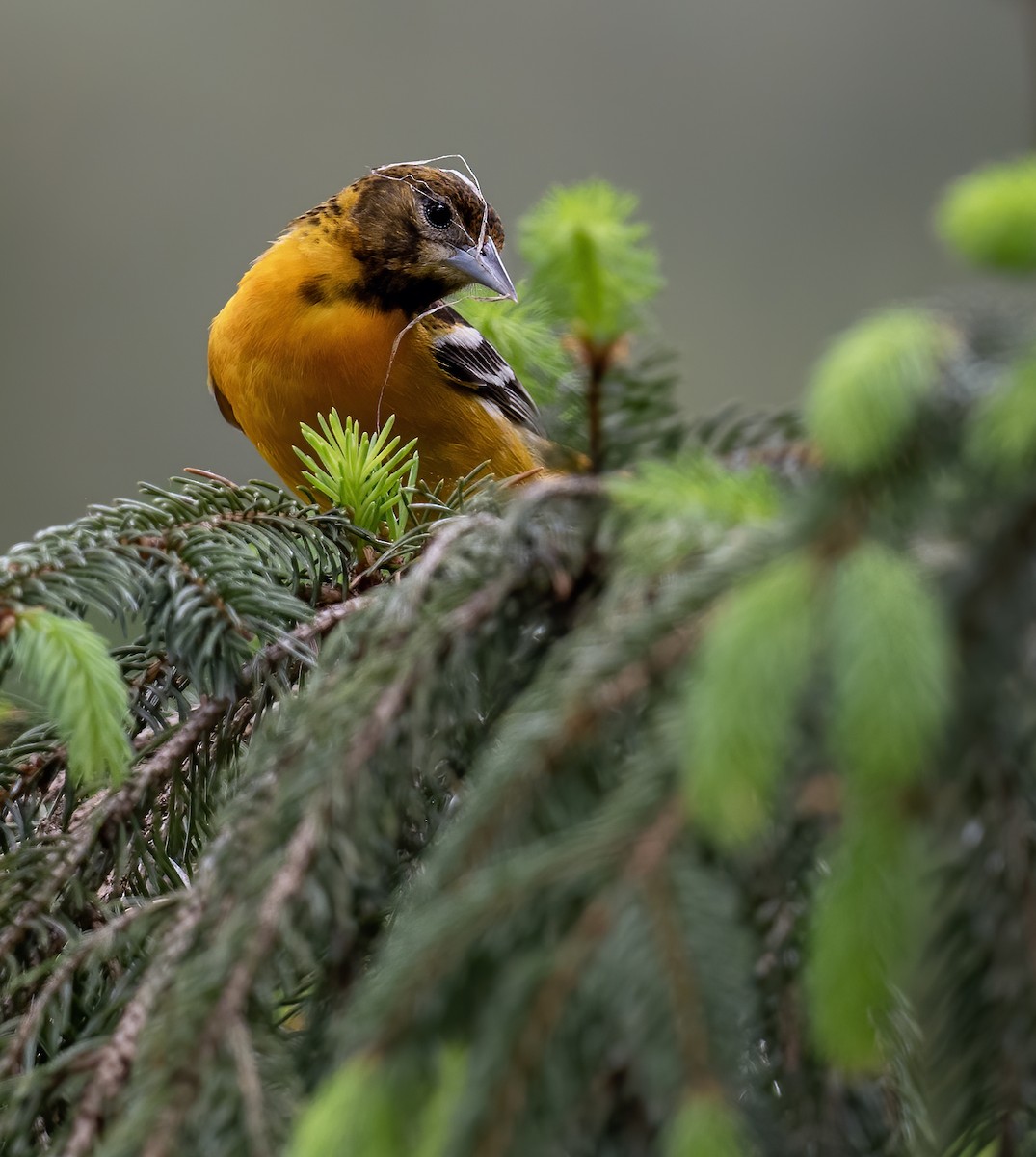 Baltimore Oriole - ML619077051