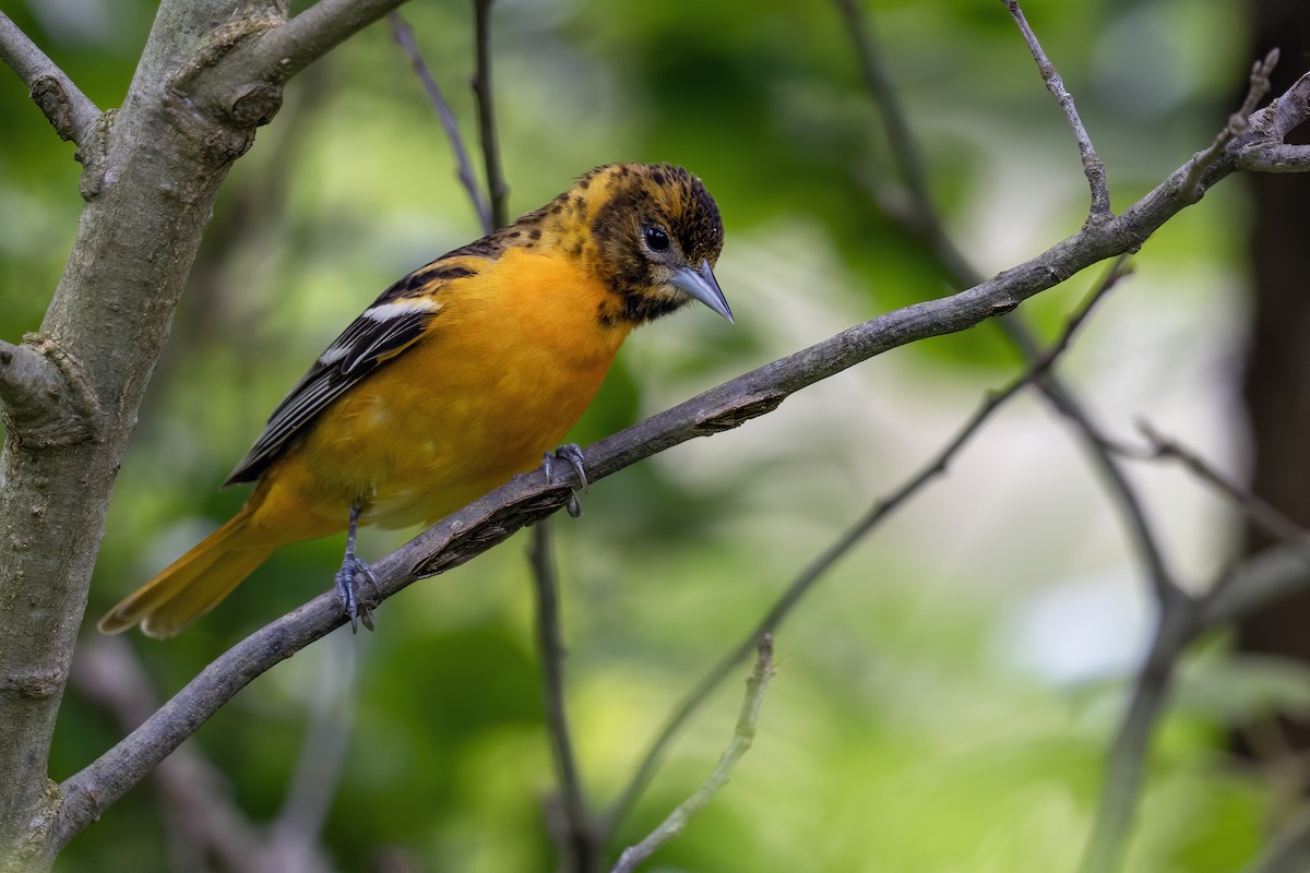 Baltimore Oriole - Matthew Addicks