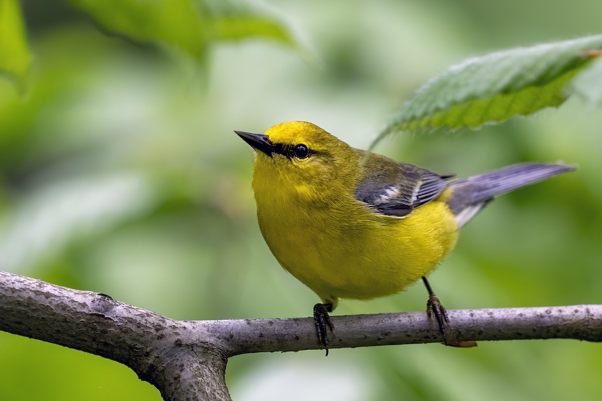 Blue-winged Warbler - Matthew Addicks