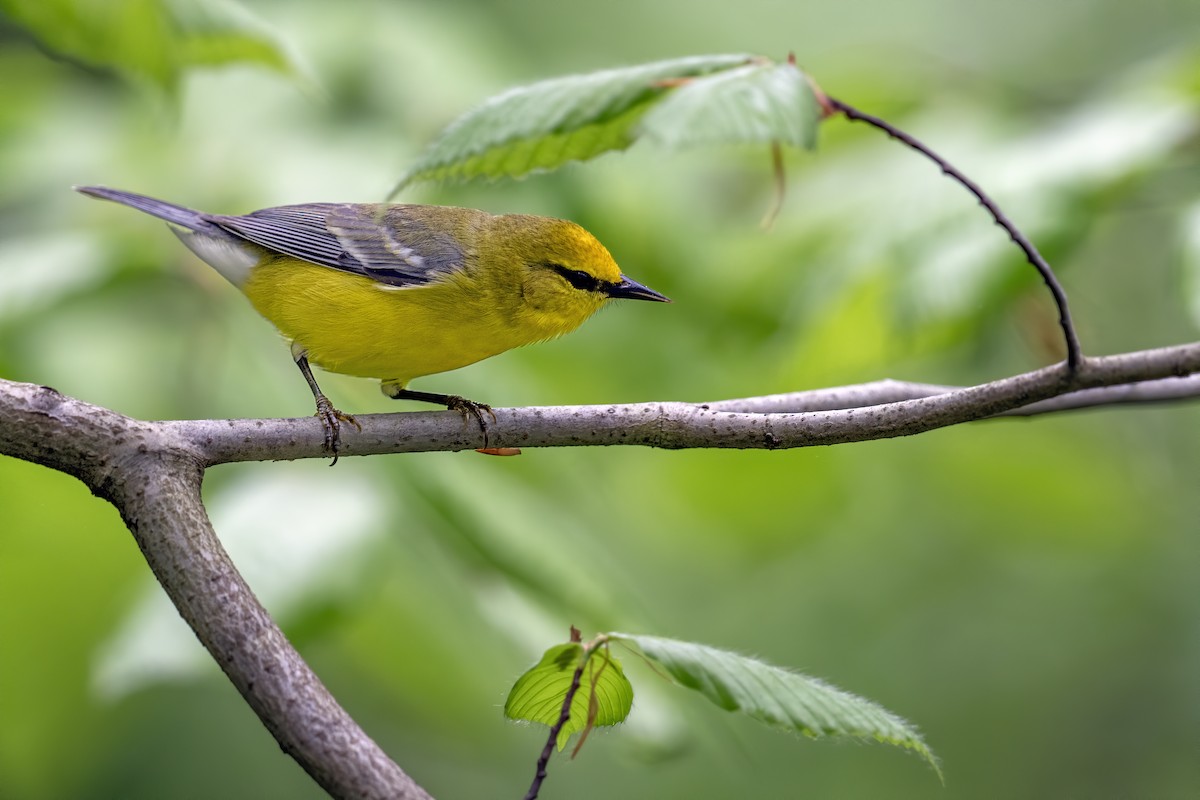 Blue-winged Warbler - Matthew Addicks