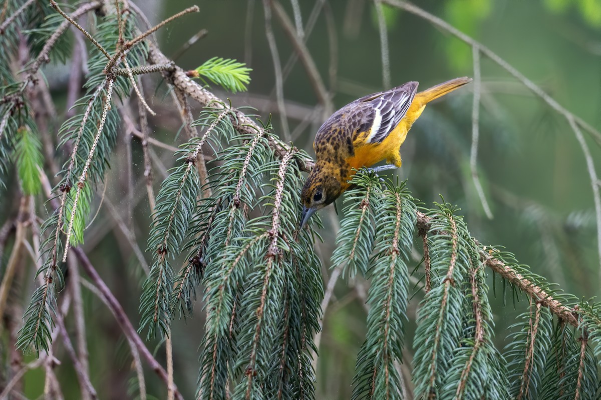 Baltimore Oriole - ML619077061