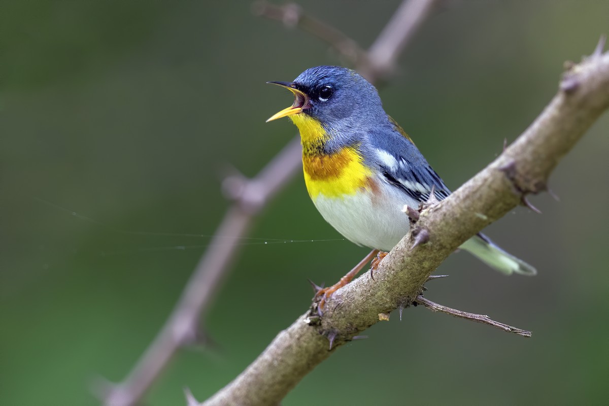 Northern Parula - ML619077063