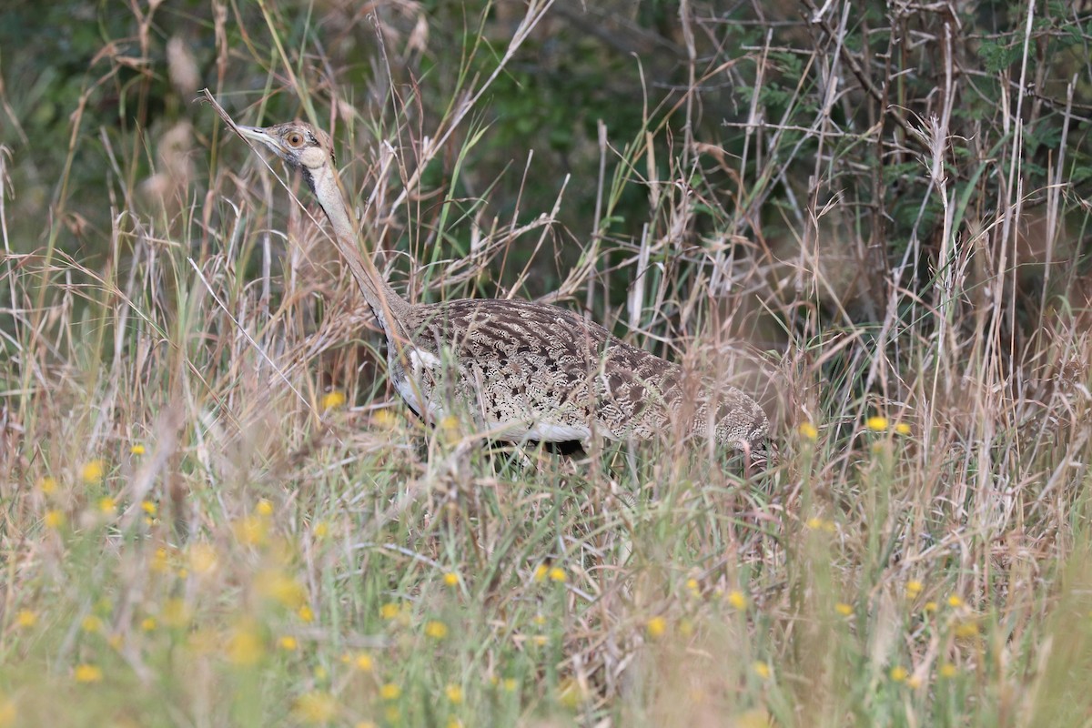 Black-bellied Bustard - ML619077065