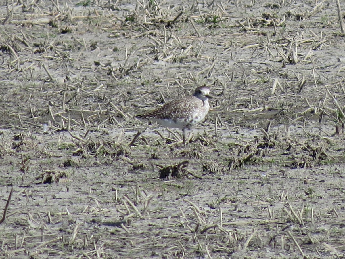 Black-bellied Plover - ML619077080