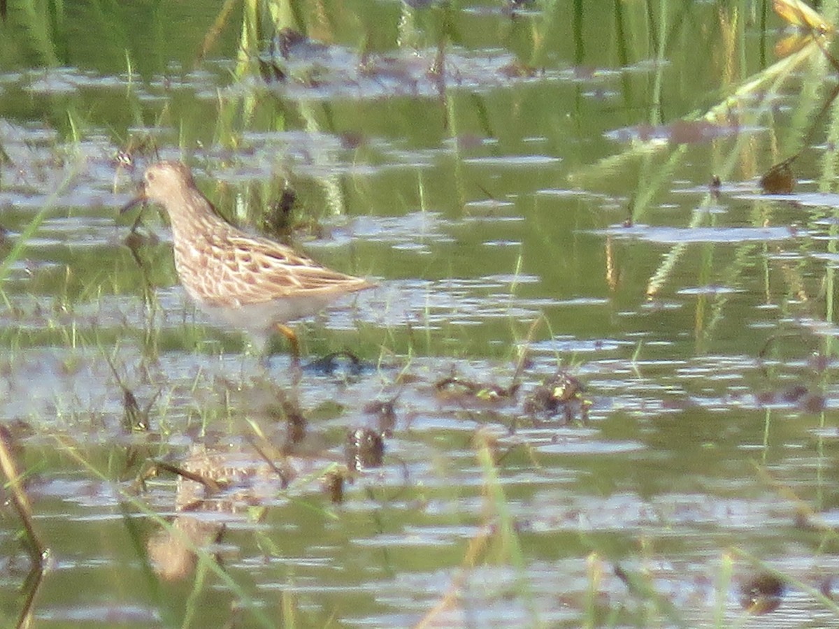 Pectoral Sandpiper - Teri Warren