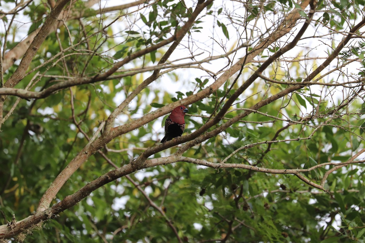 Pink-throated Twinspot - Joseph Bozzo