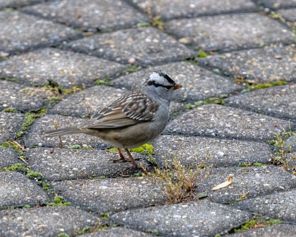 White-crowned Sparrow - Hank Davis