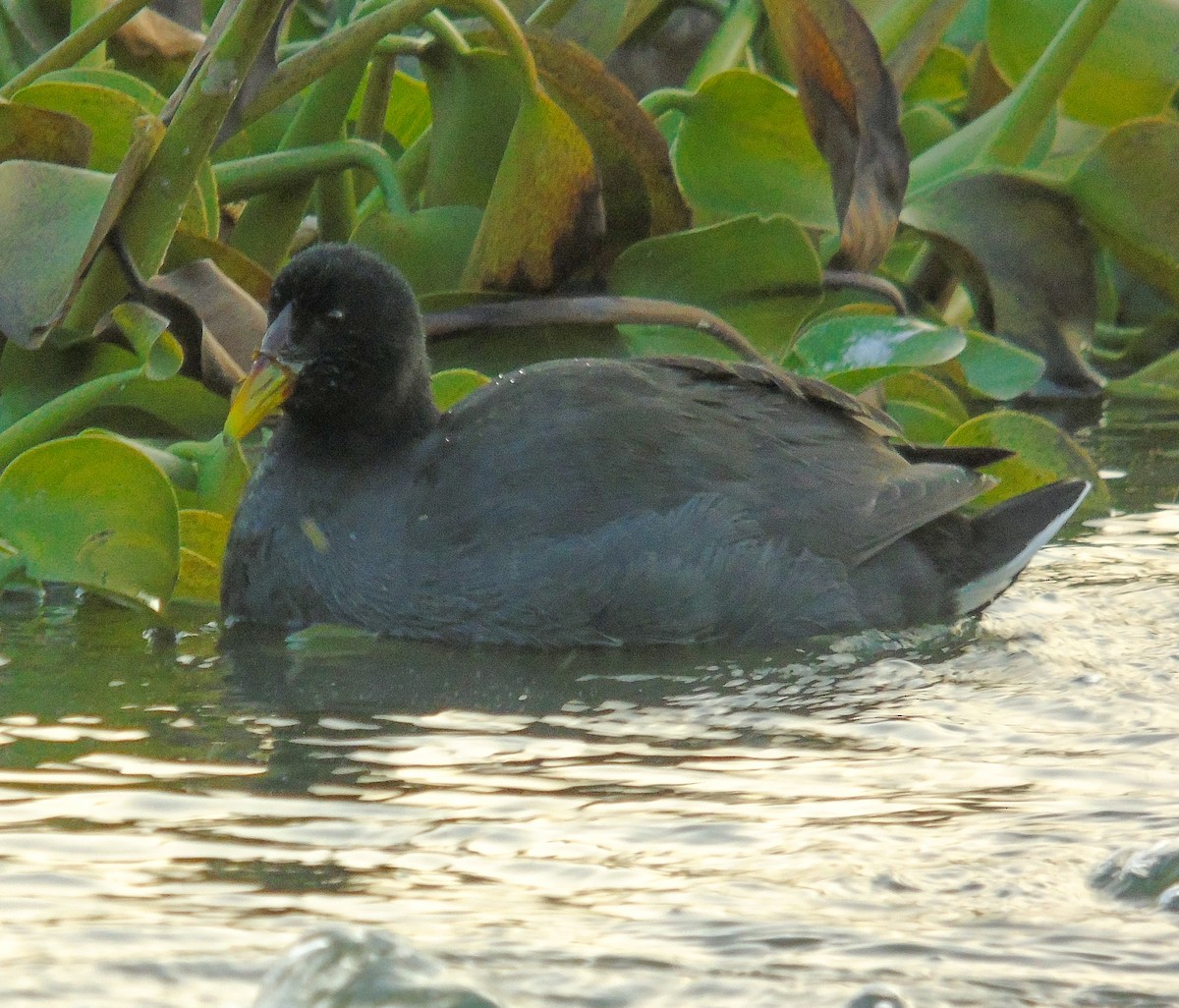 Red-fronted Coot - Nicolás Zañartu Bonnefont