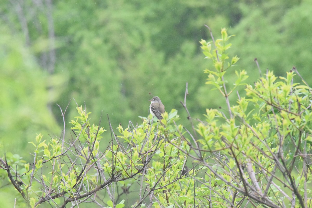 Willow Flycatcher - ML619077109