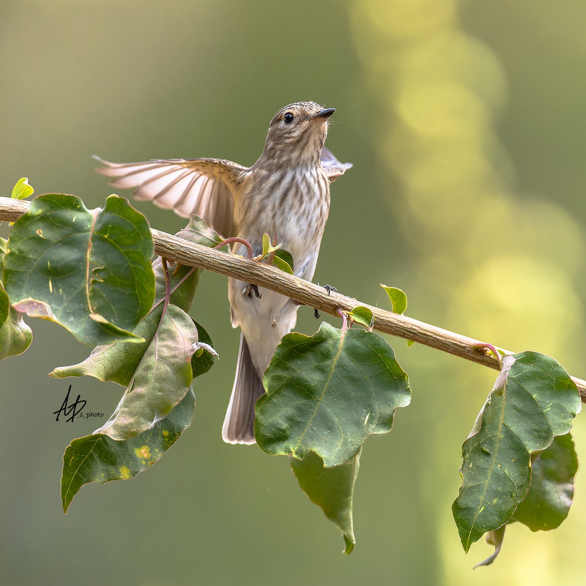 Spotted Flycatcher - ML619077172