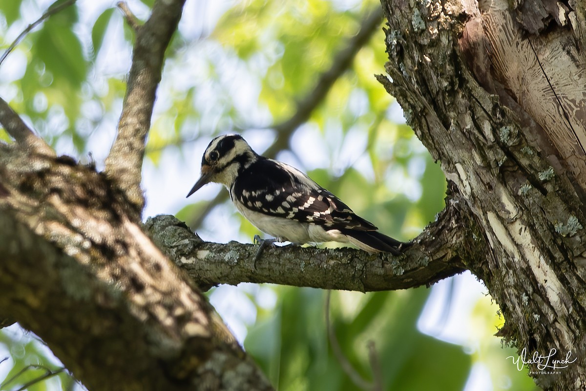 Hairy Woodpecker - Walter Lynch