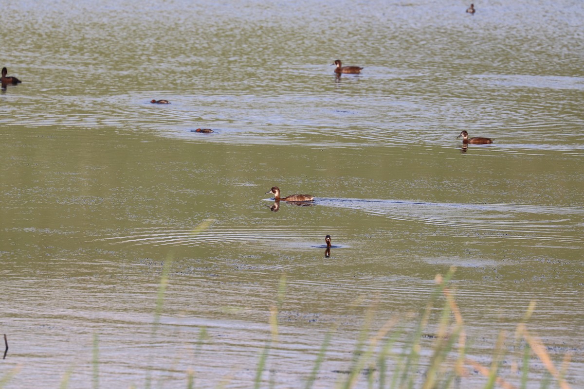 Southern Pochard - ML619077197