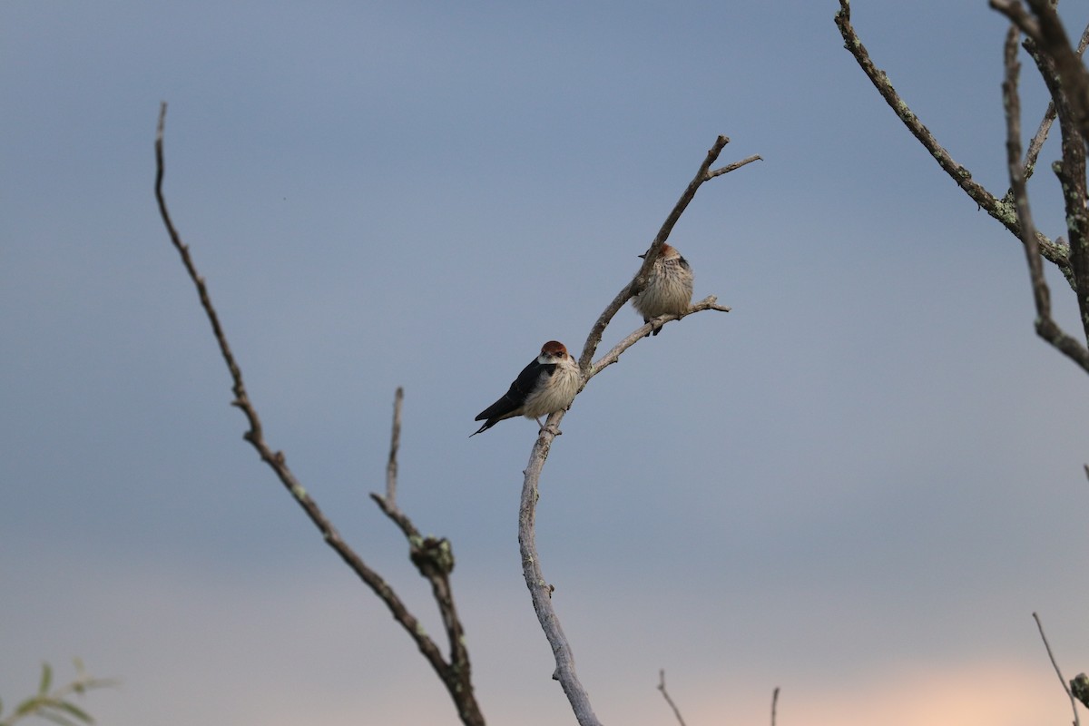 Greater Striped Swallow - Joseph Bozzo