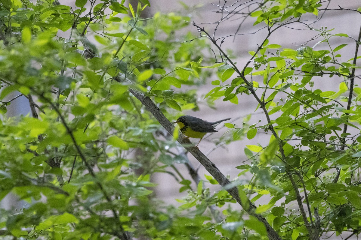 Canada Warbler - Michael Bueckert