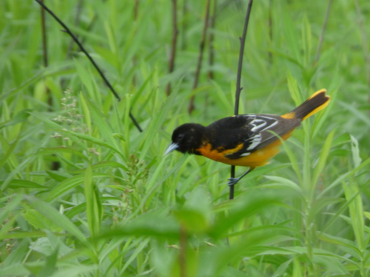 Baltimore Oriole - Quinn F.