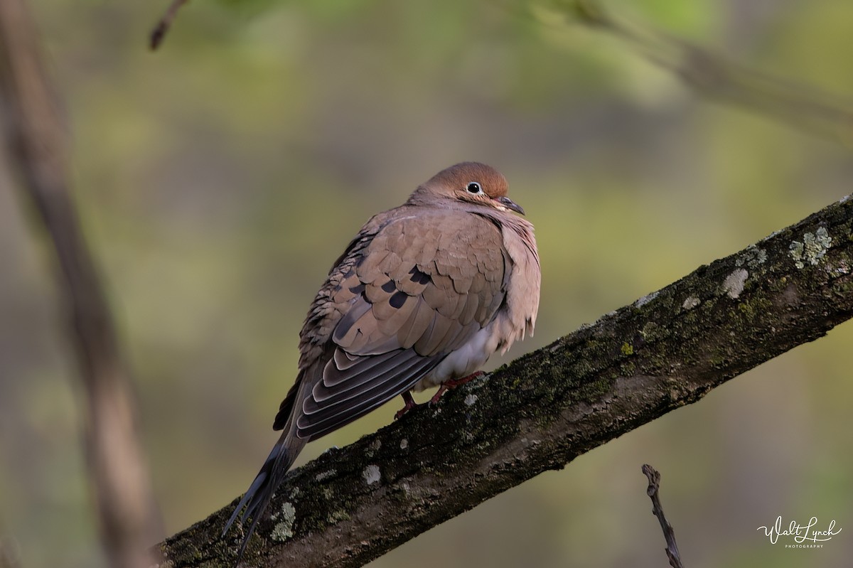 Mourning Dove - Walter Lynch