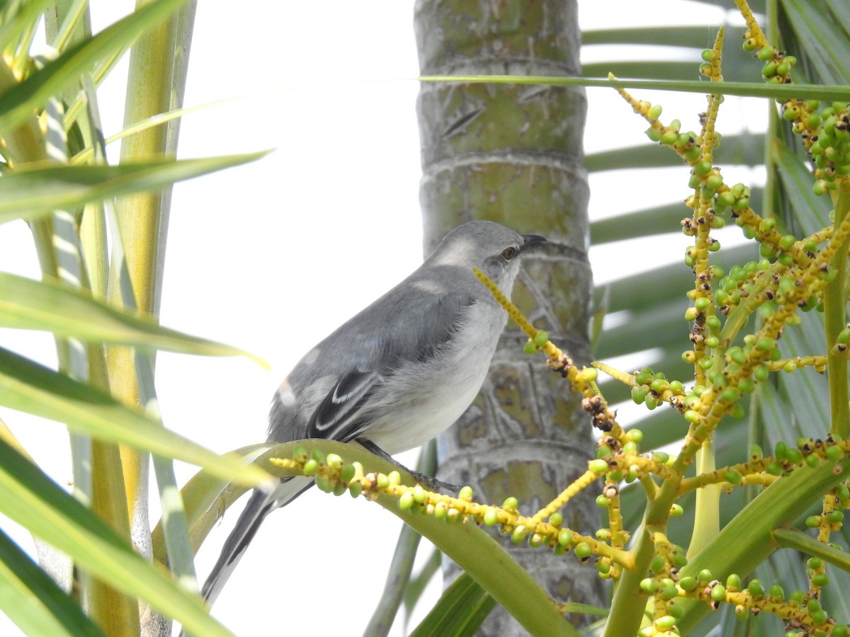 Tropical Mockingbird - ML619077256