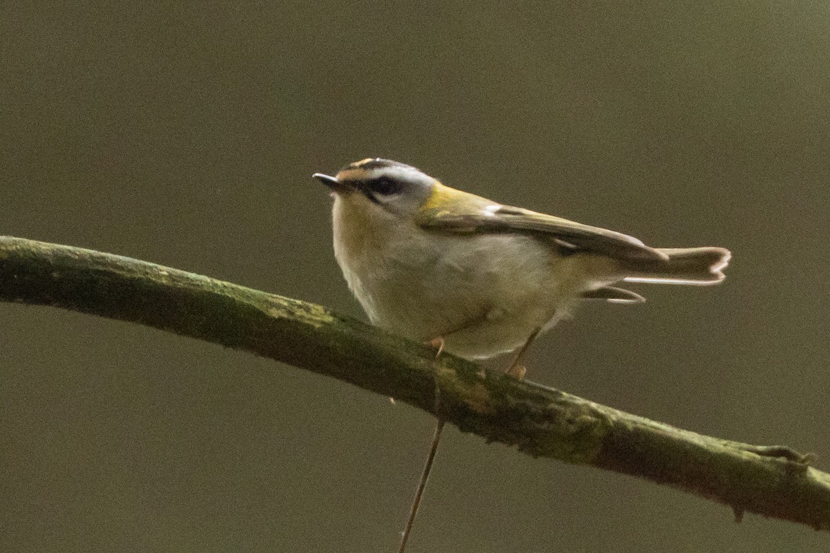 Common Firecrest - Andy Butler
