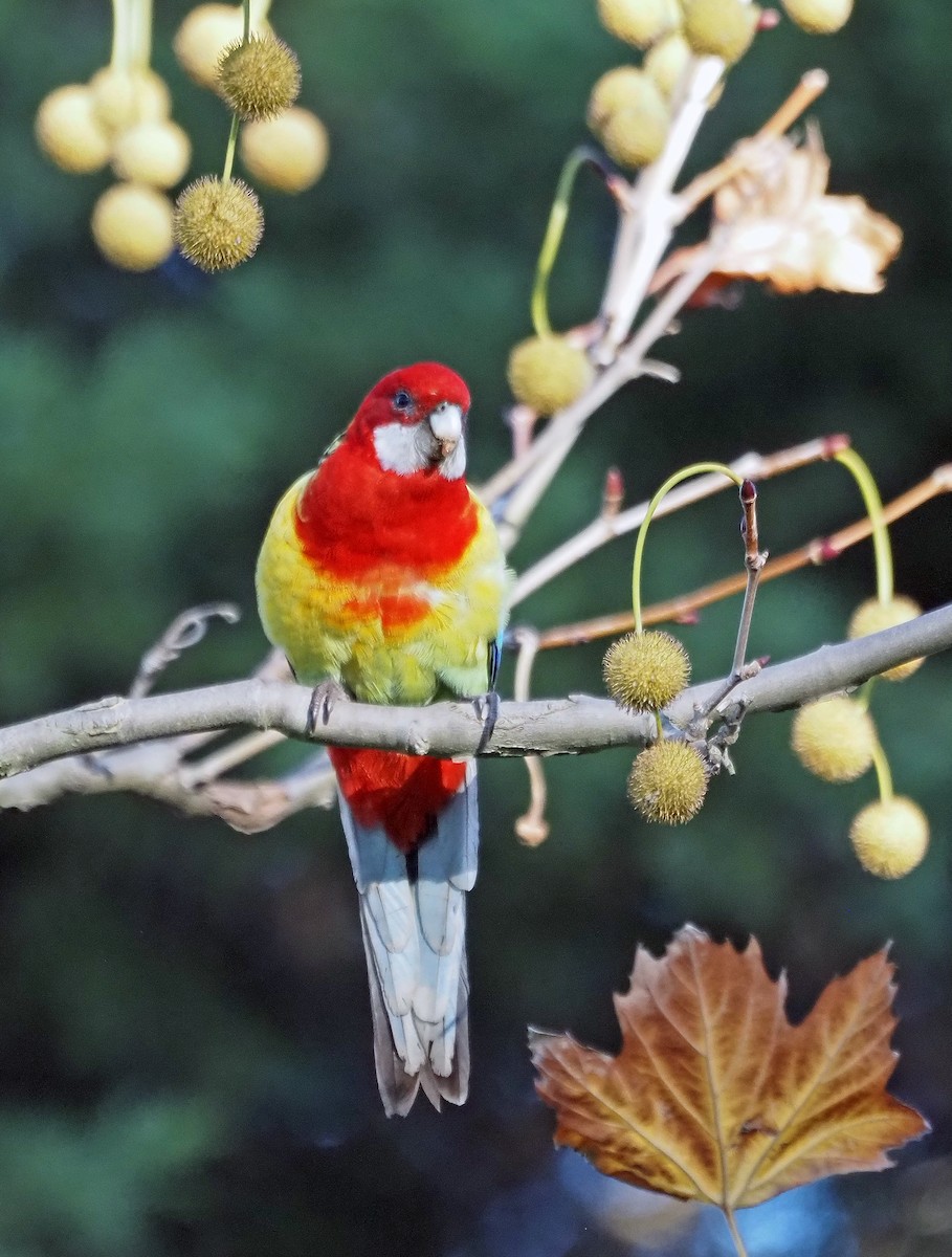 Eastern Rosella - Steve Law