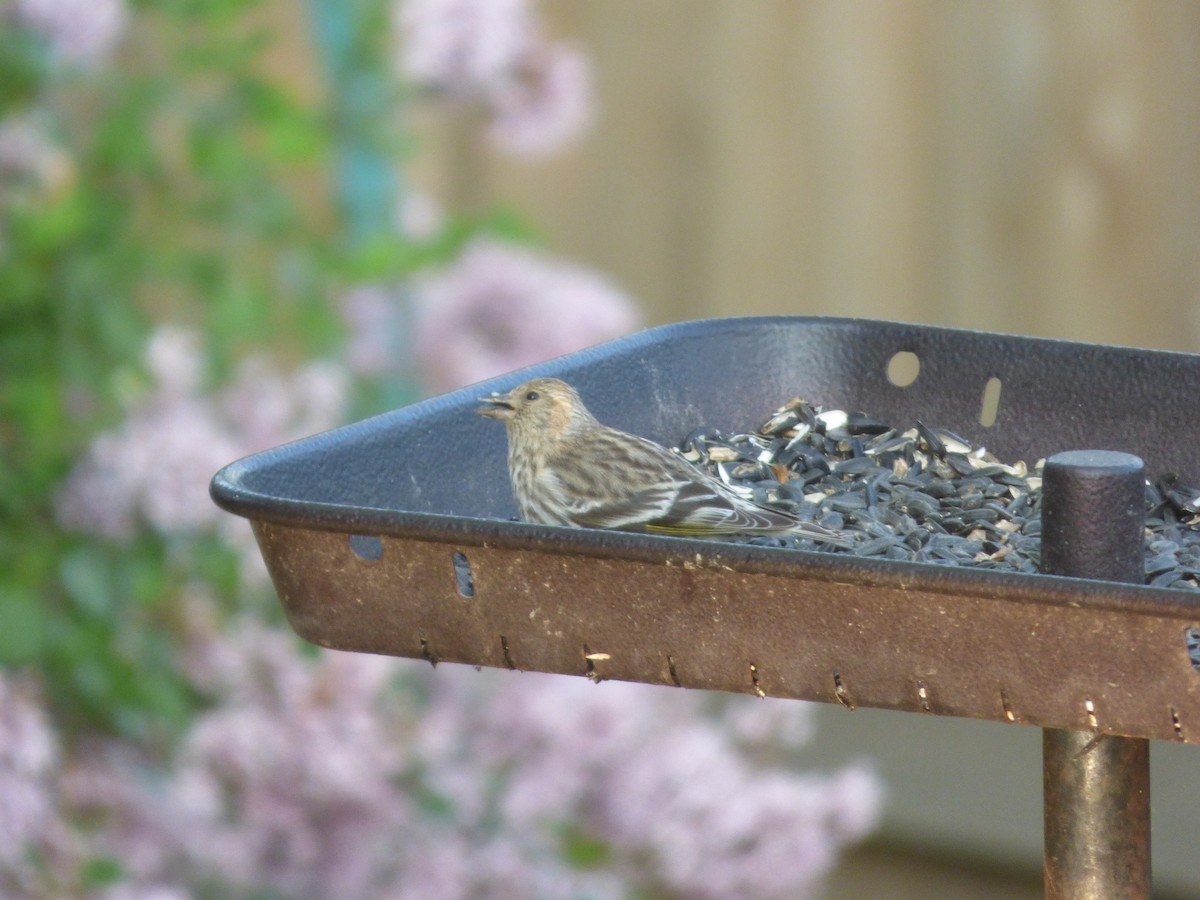 Pine Siskin - Quinn F.