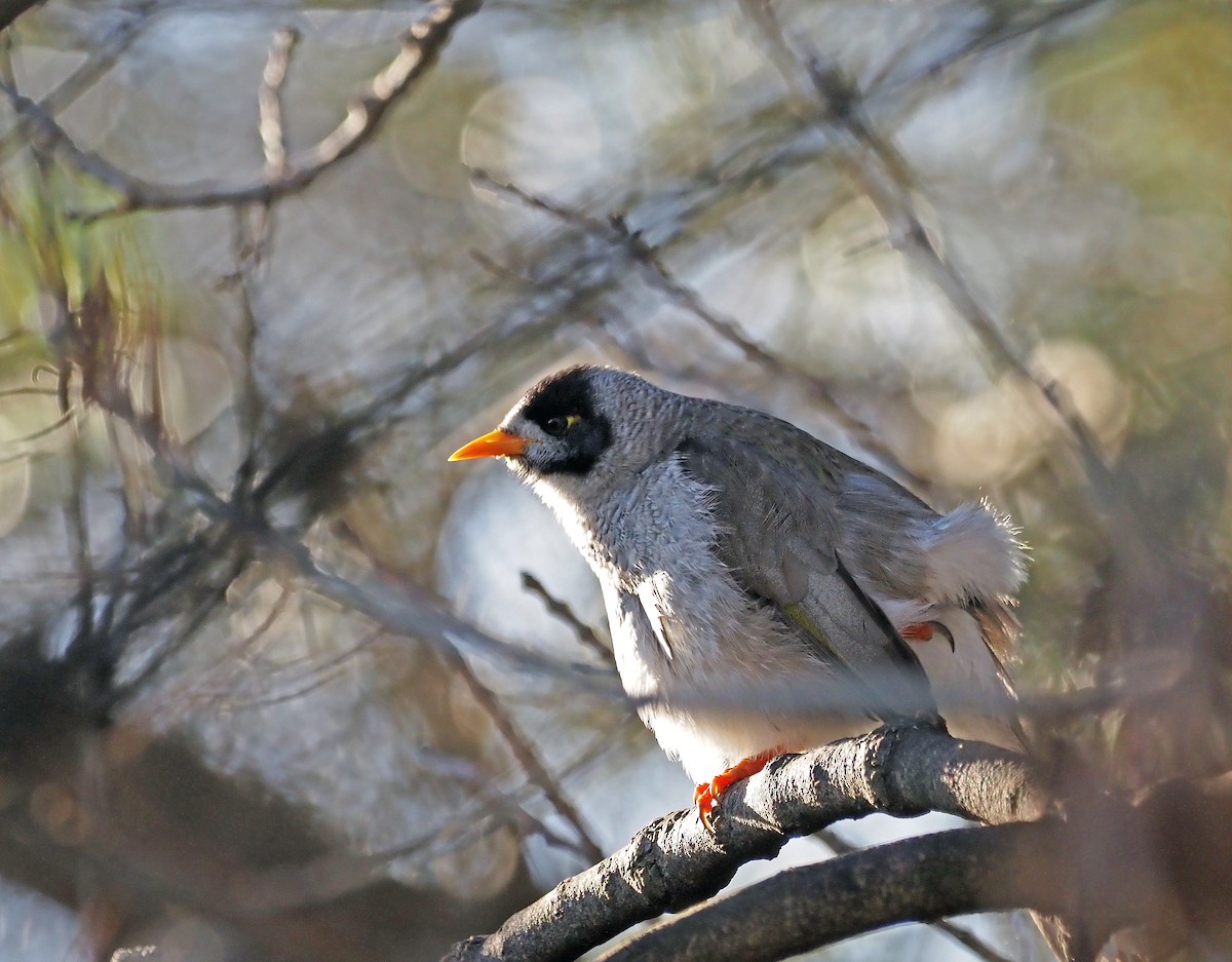 Noisy Miner - ML619077303