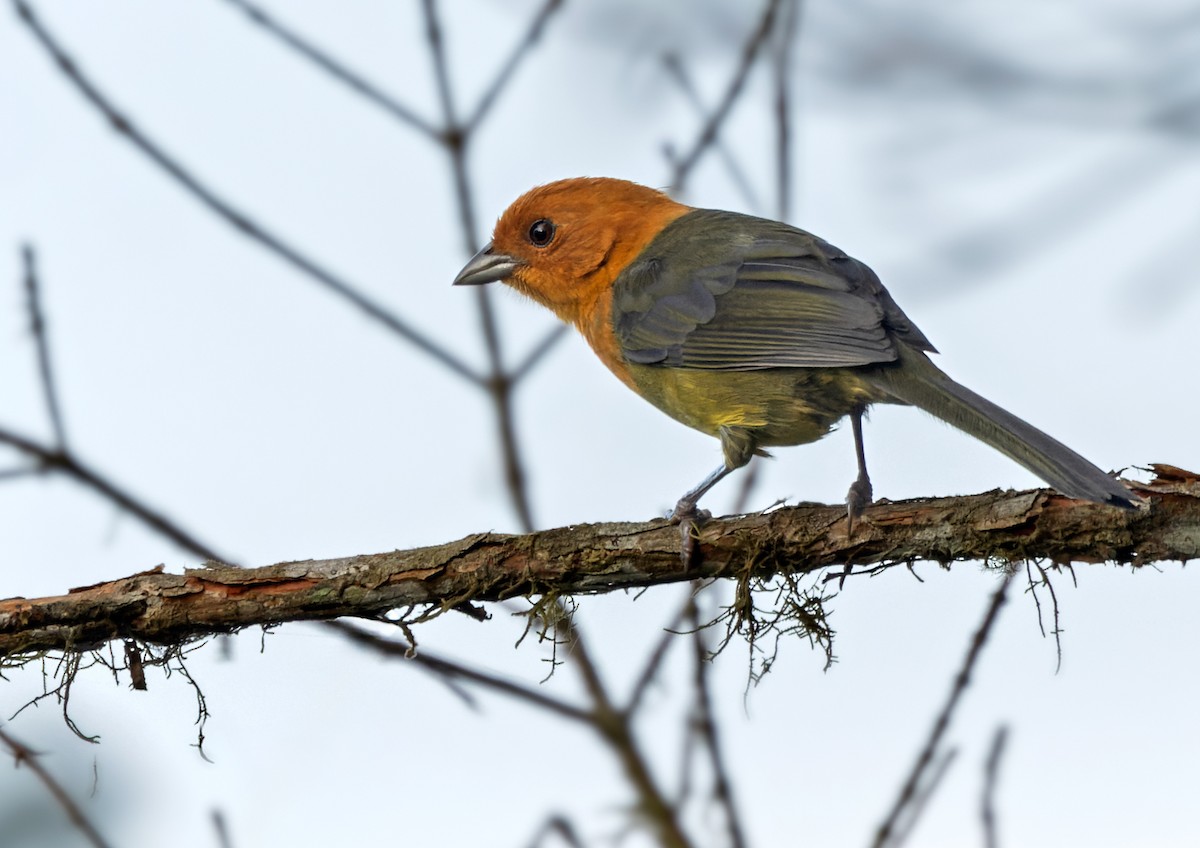 Ochre-breasted Brushfinch - Lars Petersson | My World of Bird Photography