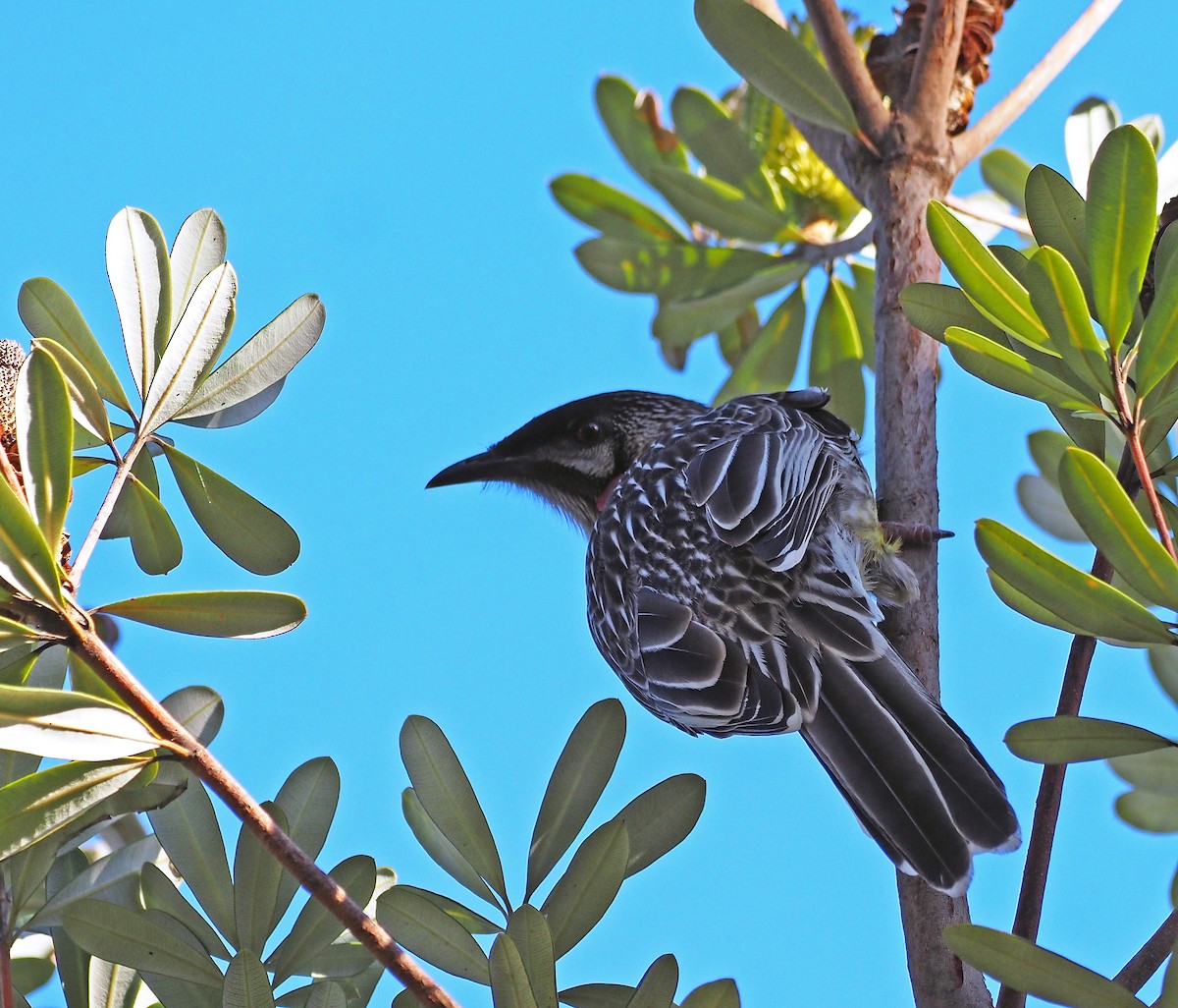 Red Wattlebird - ML619077318