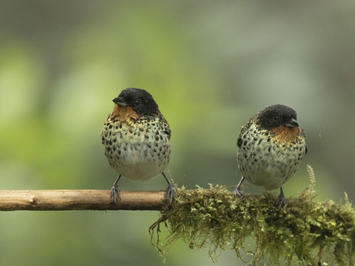 Rufous-throated Tanager - Alex Mesquita