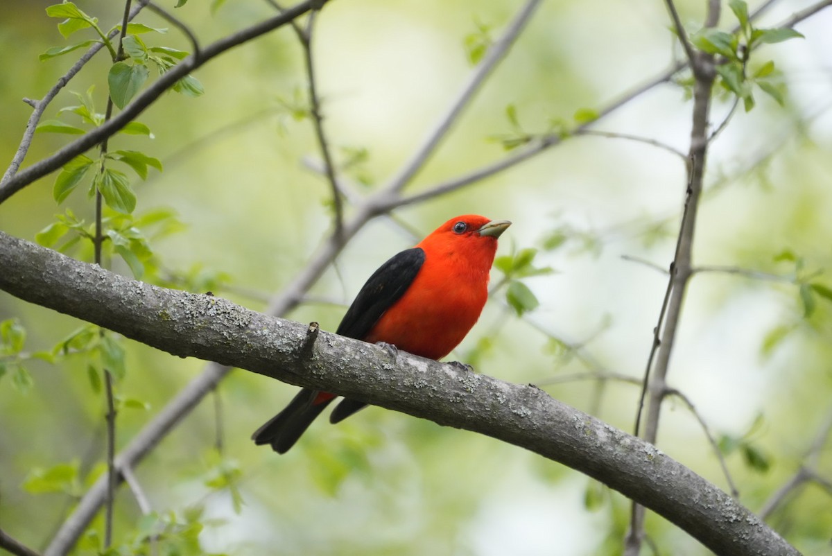 Scarlet Tanager - jason from Ontario