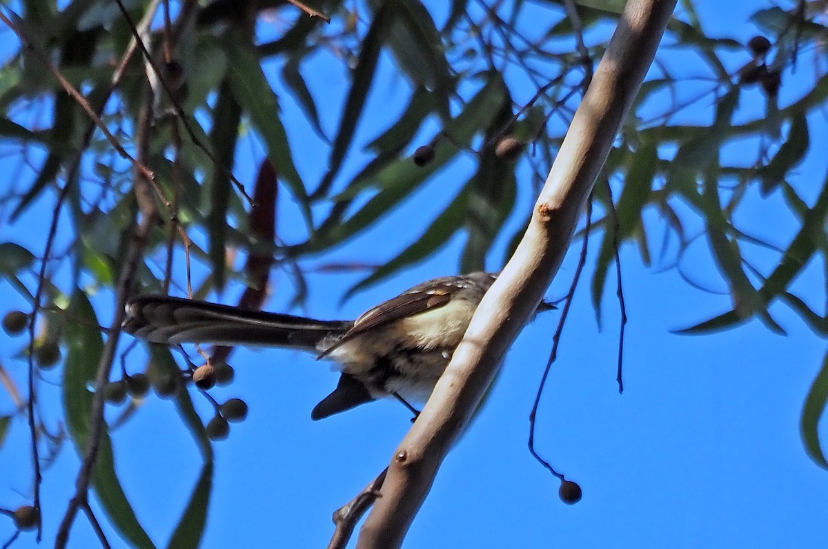 Gray Fantail - ML619077396