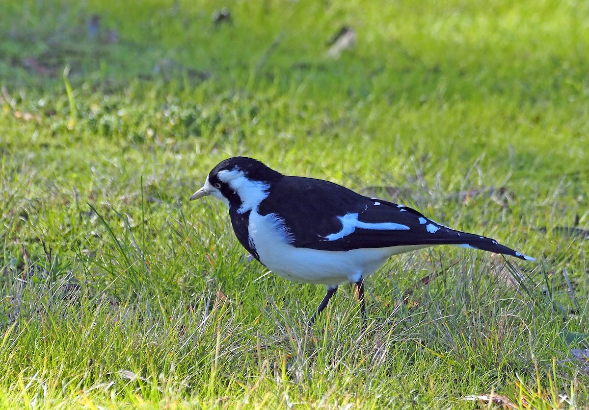 Magpie-lark - ML619077401